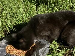 Found/Stray Unknown Cat last seen Near circle k, St. Cloud, FL 34769