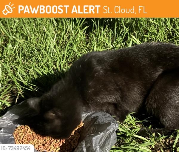 Found/Stray Unknown Cat last seen Near circle k, St. Cloud, FL 34769