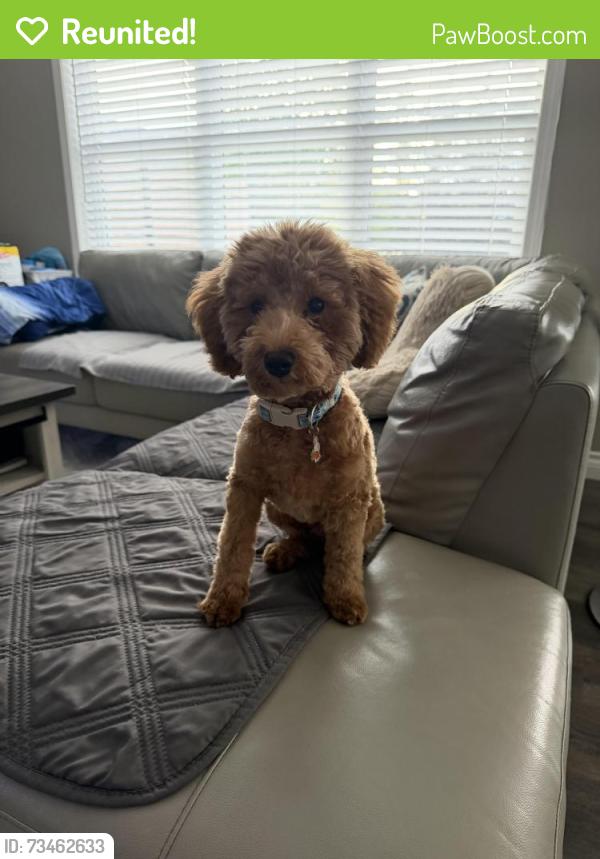 Reunited Male Dog last seen Coppers Dr and Morningside Cres, Airdrie, AB 