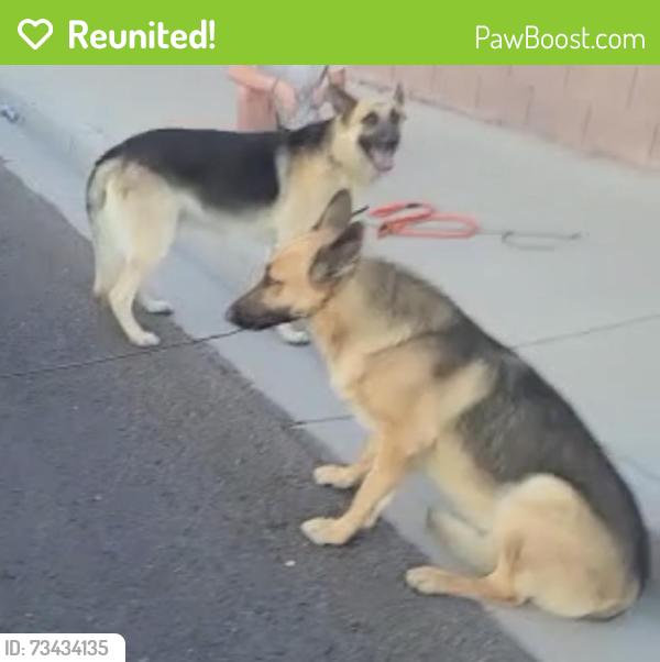Reunited Unknown Dog last seen Pioneer Park, Las Vegas, NV 89128