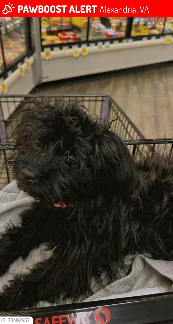 Lost Female Dog last seen Ran up to a Walmart and Mc donolds, Alexandria, VA 22303