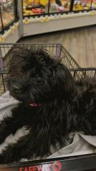 Lost Female Dog last seen Ran up to a Walmart and Mc donolds, Alexandria, VA 22303