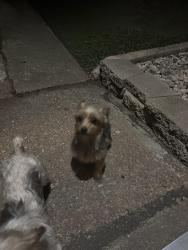 Lost Female Dog last seen Fern, East Chicago, IN 46312