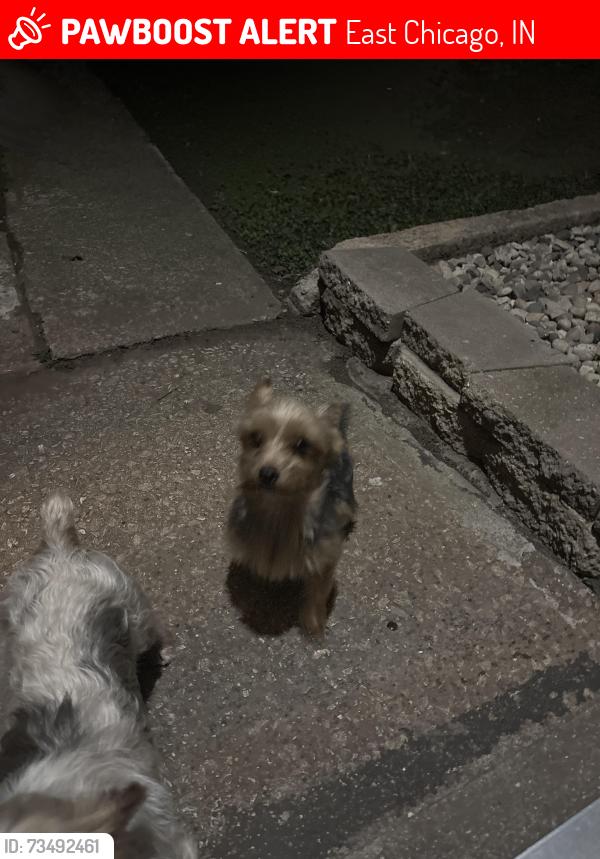 Lost Female Dog last seen Fern, East Chicago, IN 46312