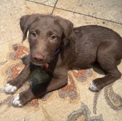Shelter Stray Female Dog last seen Near S 1000 W, Clearfield, UT 84015, USA, 1422 E 600 N, Fruit Heights, UT 84037, USA
