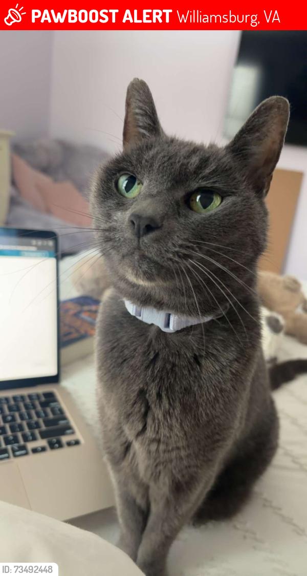 Lost Female Cat last seen Braddock rd, Williamsburg, VA 23185
