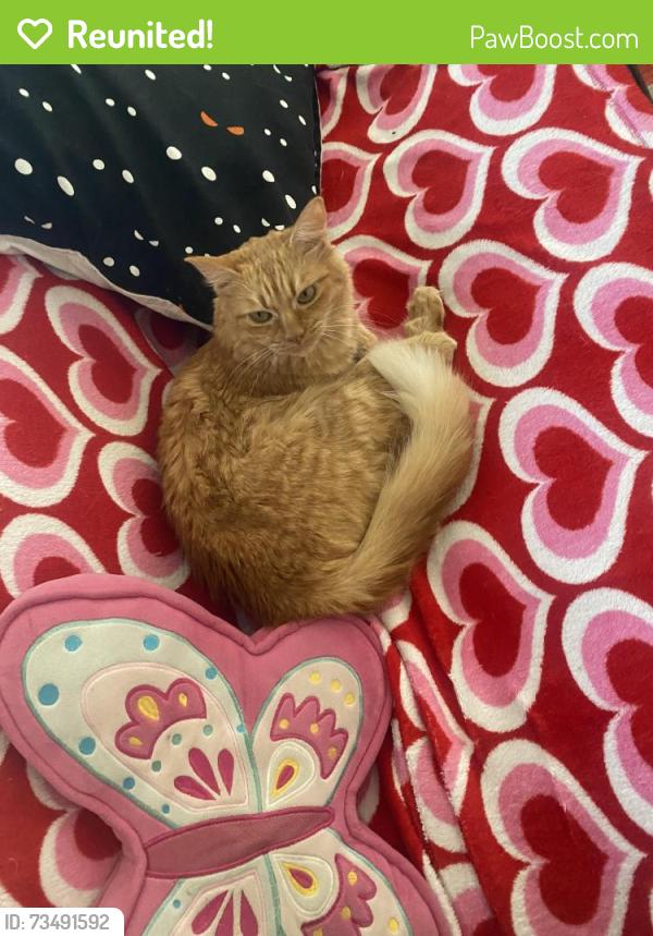 Reunited Female Cat last seen robert’s market, Los Angeles, CA 90045