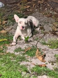 Found/Stray Male Dog last seen Hollywood, Hollywood, FL 33021