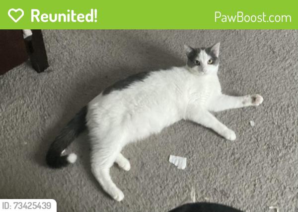 Reunited Female Cat last seen Near Lumber lane, Charlotte, NC 28214