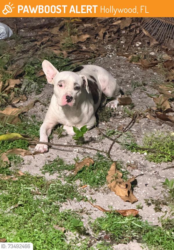 Found/Stray Male Dog last seen Hollywood, Hollywood, FL 33021