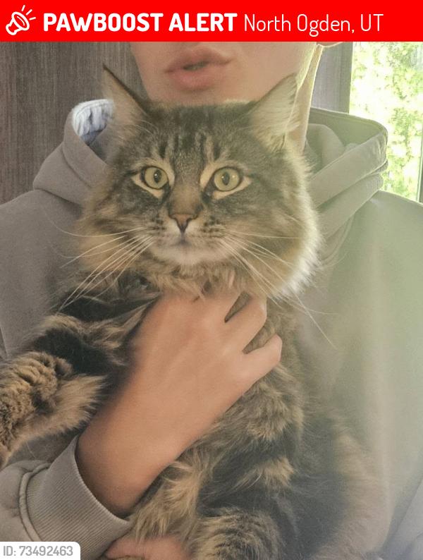 Lost Male Cat last seen Near North between 100 East and 450 East in North Ogden, North Ogden, UT 84414