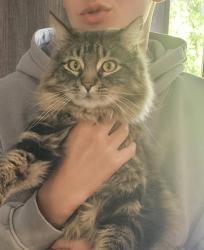 Lost Male Cat last seen Near North between 100 East and 450 East in North Ogden, North Ogden, UT 84414