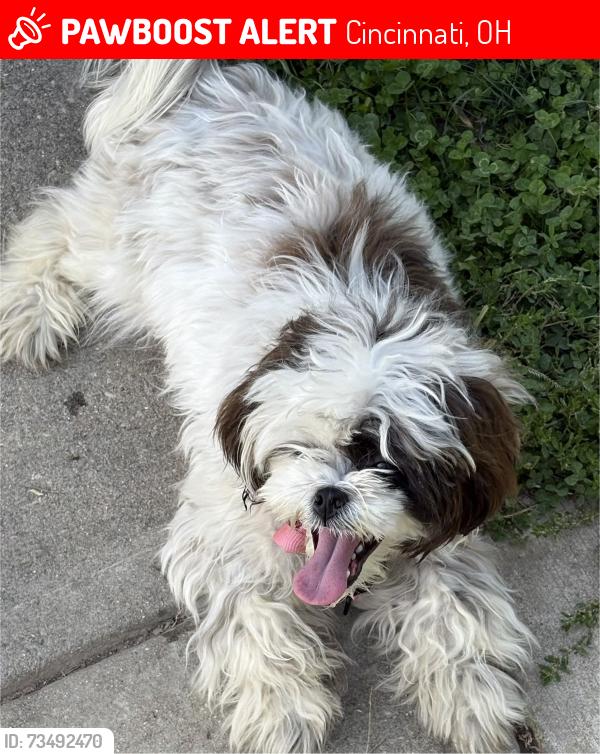Lost Female Dog last seen Near Willamsburg Dr, Cincinnati, OH 45225