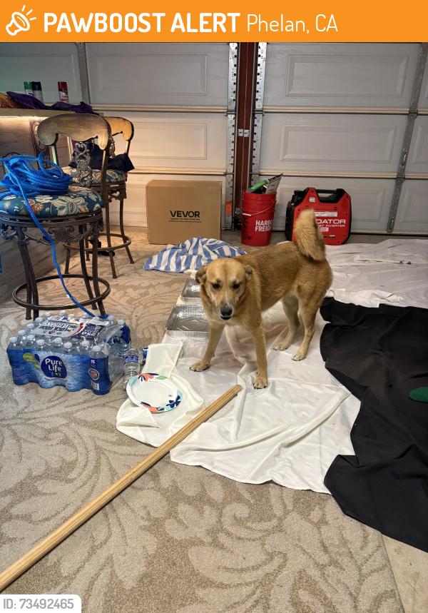 Found/Stray Female Dog last seen Sheep creek & Landero, Phelan, CA 92371