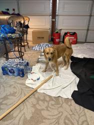 Found/Stray Female Dog last seen Sheep creek & Landero, Phelan, CA 92371