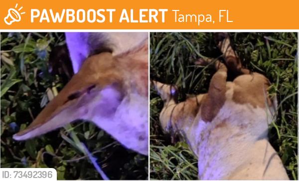 Found/Stray Male Dog last seen N 37th St and Bruce B Downs, Tampa, FL 33613