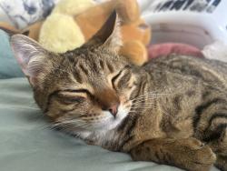 Reunited Male Cat last seen Near poplar street thomastown, Thomastown, VIC 3074