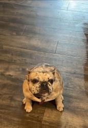 Reunited Female Dog last seen Dousman ave, Green Bay, WI 54303