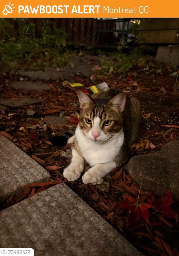Found/Stray Male Cat last seen De Brébeuf Street, Montréal, QC 