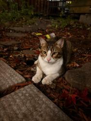 Found/Stray Male Cat last seen De Brébeuf Street, Montréal, QC 