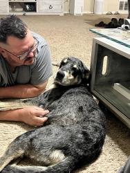 Reunited Female Dog last seen Briarbend Dr, New Braunfels, TX 78130