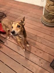 Reunited Female Dog last seen Arroya and Raygor, Colorado Springs, CO 80908