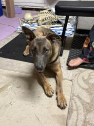 Found/Stray Female Dog last seen Sheep creek and Landero, Phelan, CA 92371