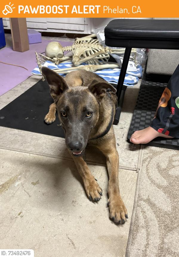 Found/Stray Female Dog last seen Sheep creek and Landero, Phelan, CA 92371