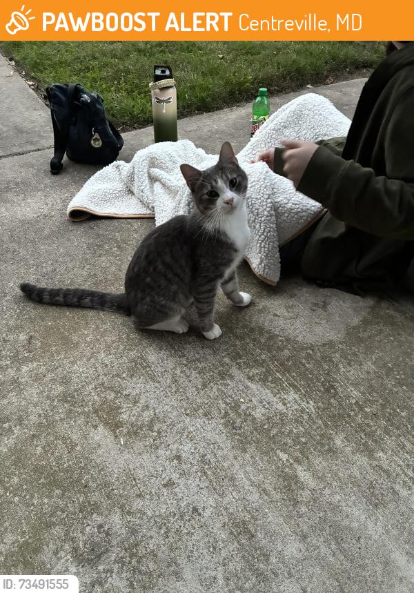 Found/Stray Male Cat last seen MD 301/Hayden Rd Queen Ann County MD, Centreville, MD 21617