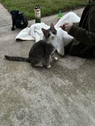 Found/Stray Male Cat last seen MD 301/Hayden Rd Queen Ann County MD, Centreville, MD 21617