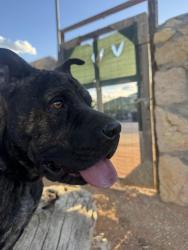 Lost Male Dog last seen Neighborhood near address, El Paso, TX 79938