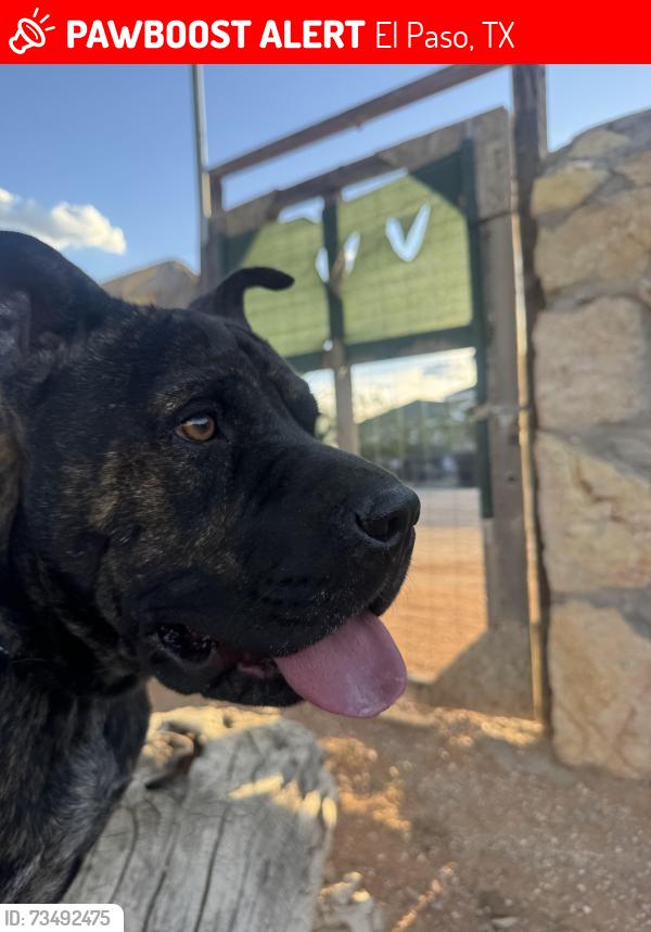 Lost Male Dog last seen Neighborhood near address, El Paso, TX 79938