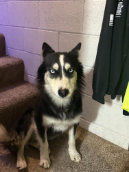 Reunited Male Dog last seen Sheep creek and Landero, Riverside, CA 92501
