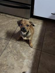 Lost Male Dog last seen Near y la Osborn, Phoenix, AZ 85033