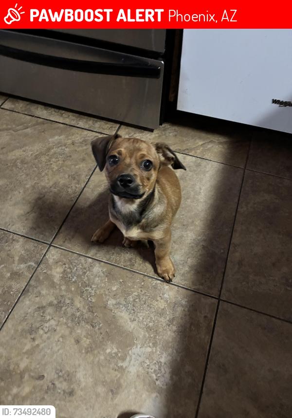 Lost Male Dog last seen Near y la Osborn, Phoenix, AZ 85033