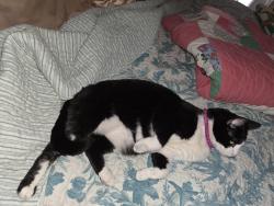 Lost Female Cat last seen Bennington Dr at Snyder Ct, Murfreesboro, TN 37129