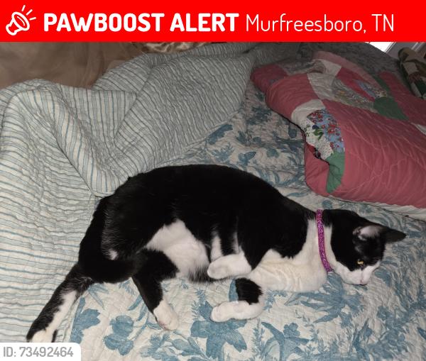 Lost Female Cat last seen Bennington Dr at Snyder Ct, Murfreesboro, TN 37129