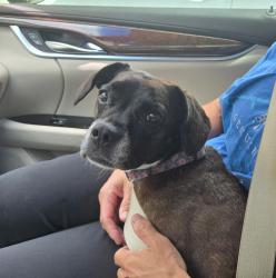 Reunited Female Dog last seen Twin Creeks 1 subdivision. Hunters Creek Ct and Del Rio Dr., Allen, TX 75013