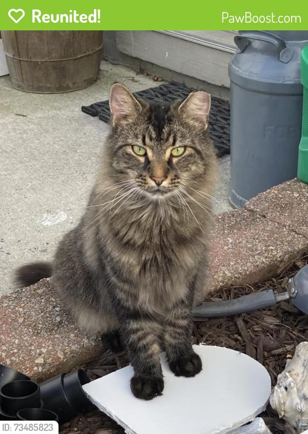 Reunited Male Cat last seen Lisa Marie Terrace, Millville, NJ 08332