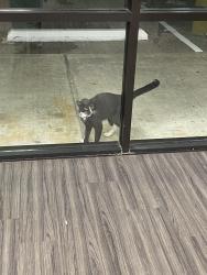 Found/Stray Unknown Cat last seen Southmore and Shaver, in the strip center with GameStop and bww, Pasadena, TX 77502