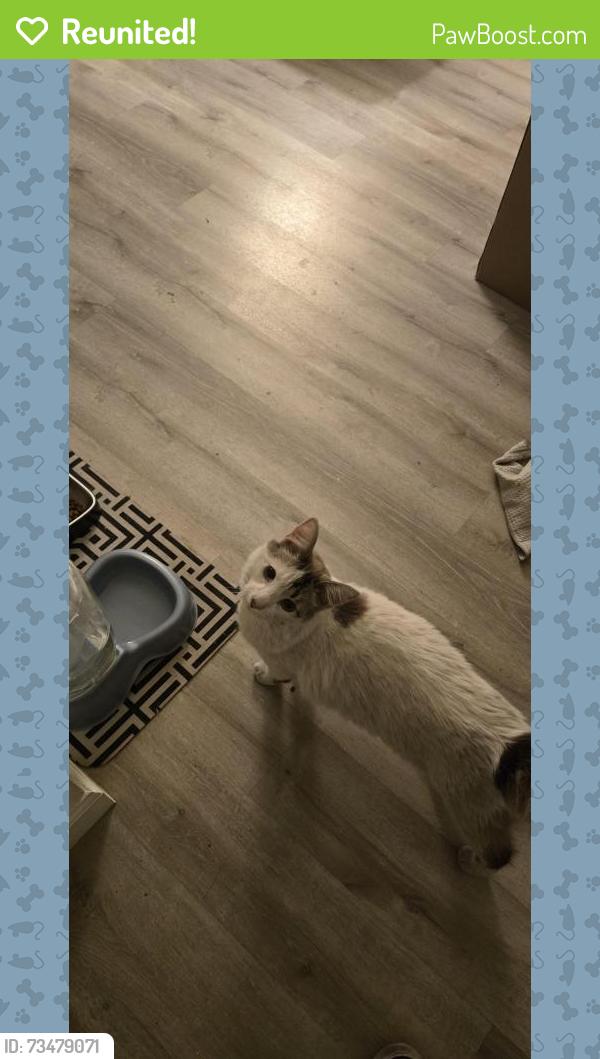 Reunited Male Cat last seen Laurel Canyon and Magnolia, Los Angeles, CA 91607