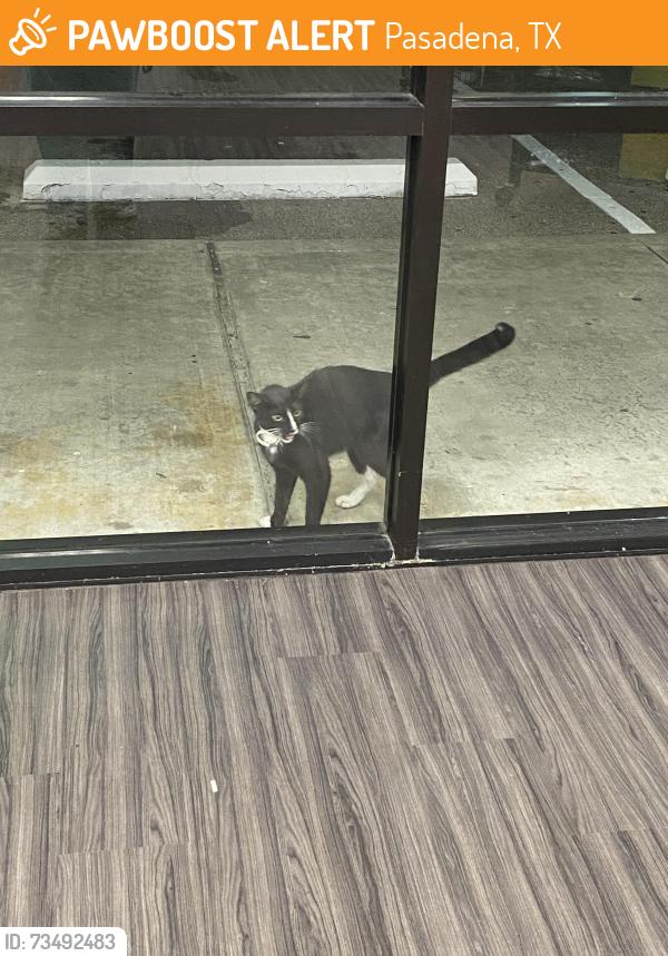 Found/Stray Unknown Cat last seen Southmore and Shaver, in the strip center with GameStop and bww, Pasadena, TX 77502