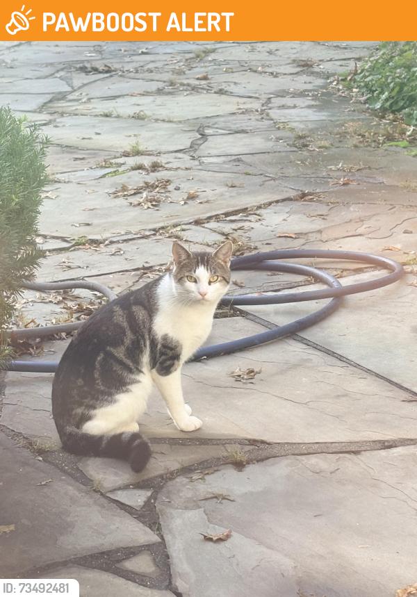 Found/Stray Unknown Cat last seen vicki court and Buckingham Meadow Road, Setauket- East Setauket, NY 11733