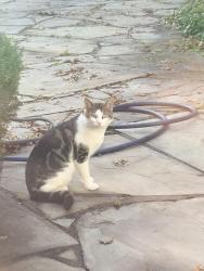 Found/Stray Unknown Cat last seen vicki court and Buckingham Meadow Road, Setauket- East Setauket, NY 11733