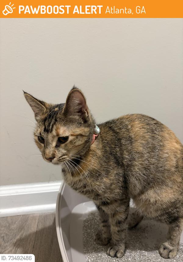 Found/Stray Female Cat last seen Mailbox at phase 2 MAA brookhaven, Atlanta, GA 30319