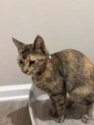 Found/Stray Female Cat last seen Mailbox at phase 2 MAA brookhaven, Atlanta, GA 30319