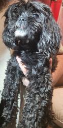 Found/Stray Unknown Dog last seen Lost trail, Copperas Cove, TX 76522