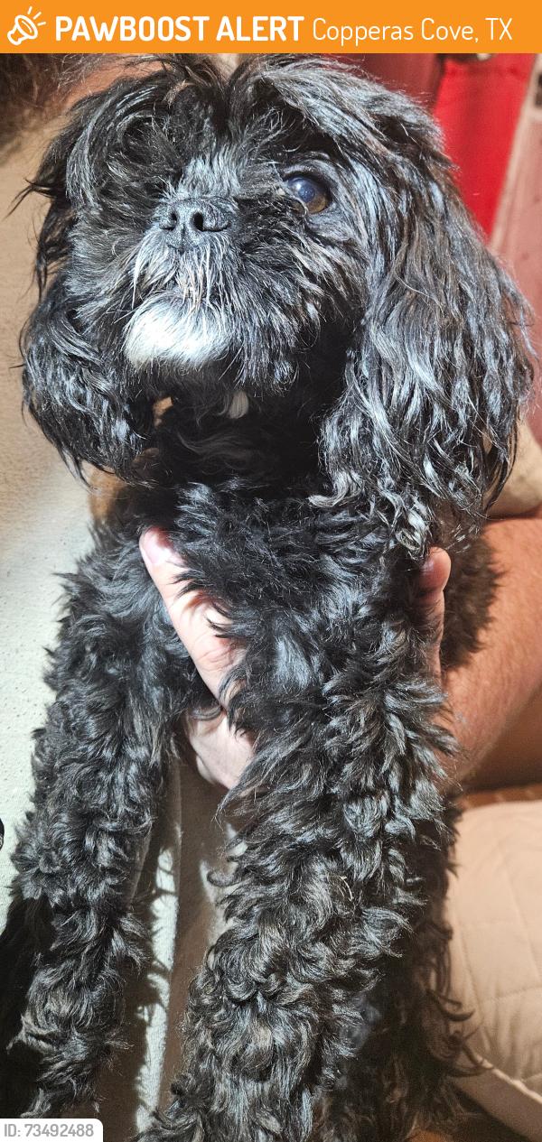 Found/Stray Unknown Dog last seen Lost trail, Copperas Cove, TX 76522