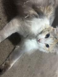 Found/Stray Unknown Cat last seen Circle K on 19th Street and Lakeshore Dr., Waco, TX 76708