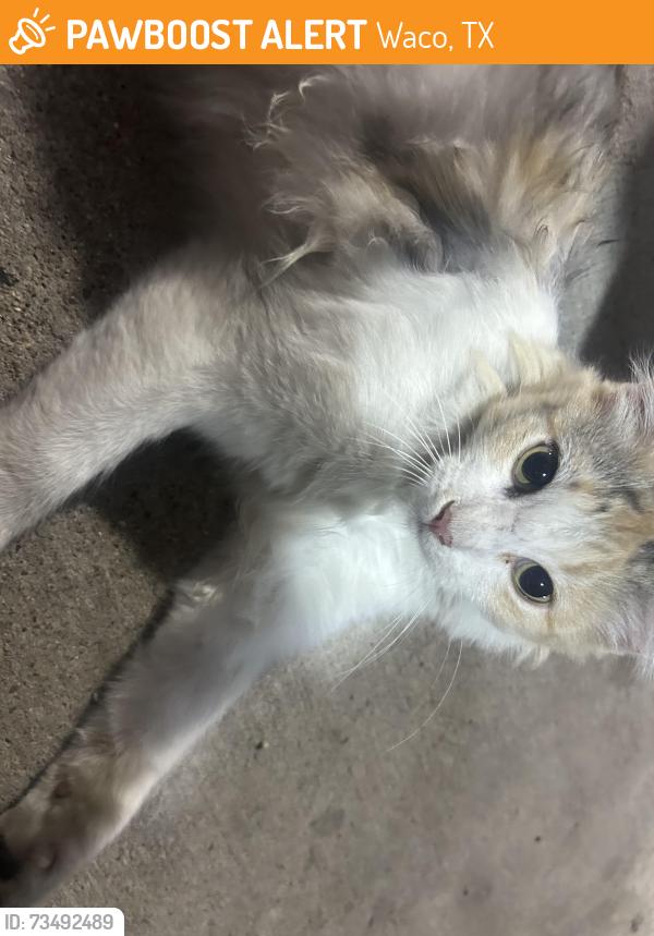 Found/Stray Unknown Cat last seen Circle K on 19th Street and Lakeshore Dr., Waco, TX 76708